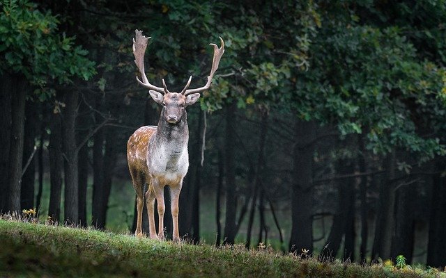 もののけ姫のシシ神は死んだのか 首を撃たれて草木が枯れる意味を考察 ハルごん S Diary